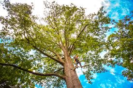 Best Root Management and Removal  in La Mesa, CA