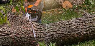 Best Firewood Processing and Delivery  in La Mesa, CA