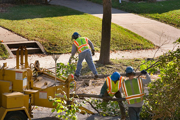 Reliable La Mesa, CA  Tree Services Solutions