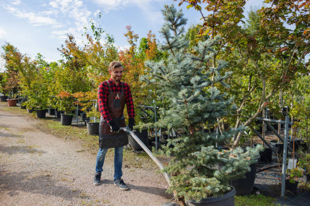 Why Choose Our Tree Removal Services in La Mesa, CA?