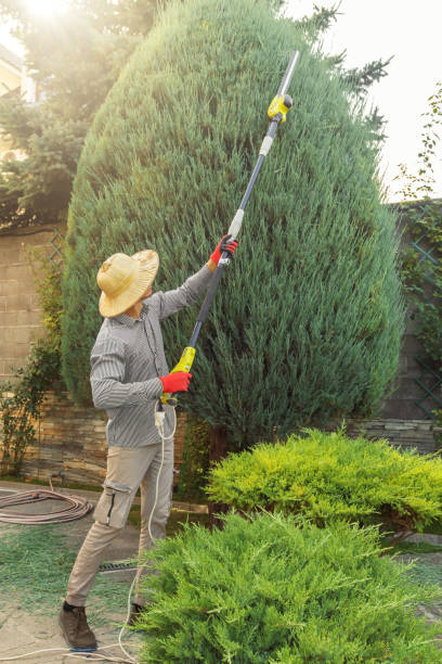 Best Pest Control for Lawns  in La Mesa, CA