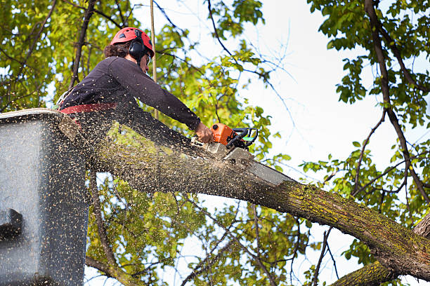 Best Hazardous Tree Removal  in La Mesa, CA