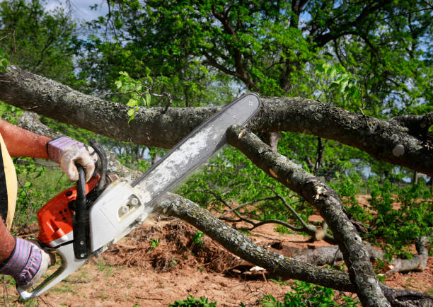 Best Tree Cabling and Bracing  in La Mesa, CA